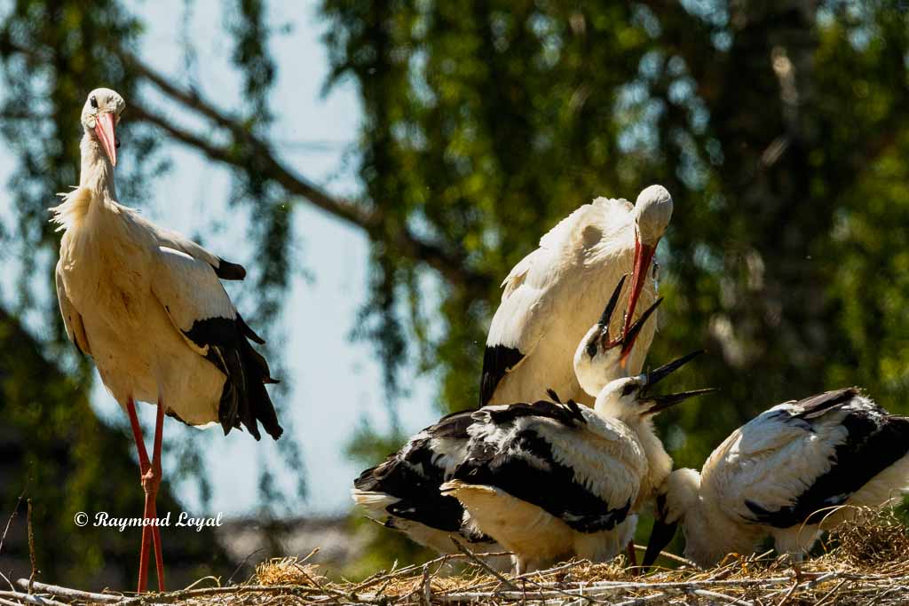 weiss storch altvogel jungen trinken wasser