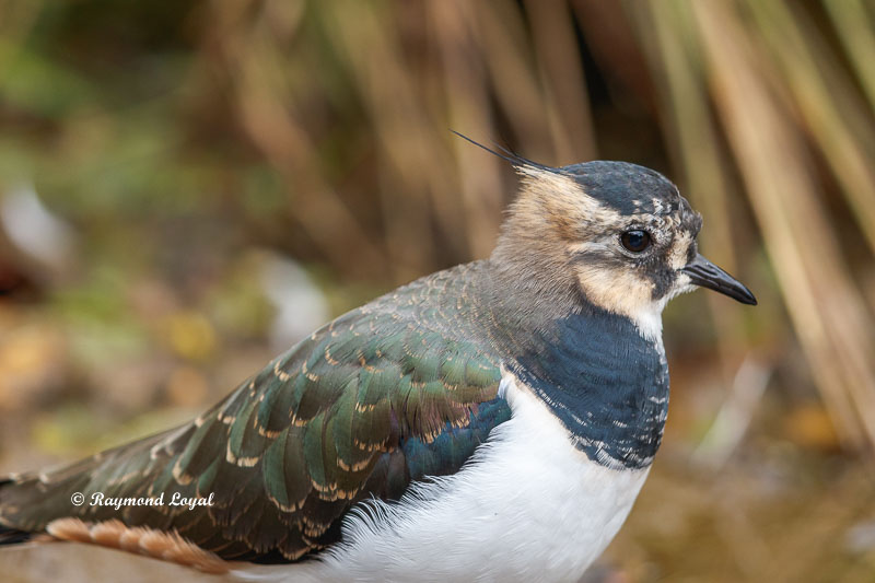 kiebitz watvogel