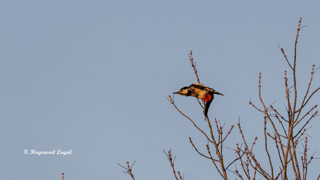 great spotted woodpecker