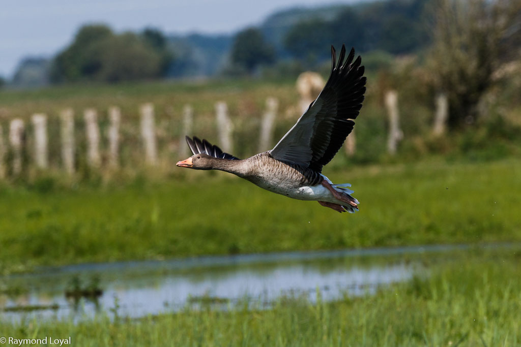 graugans im flug