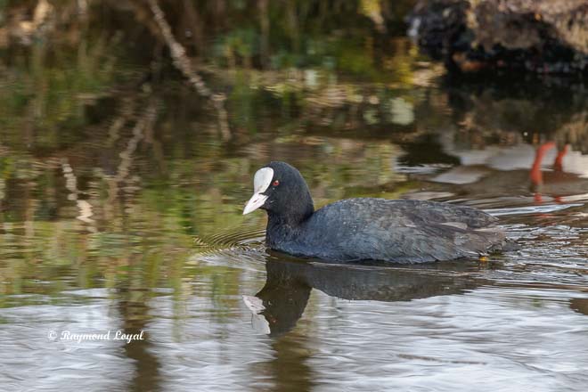 eurasian coot