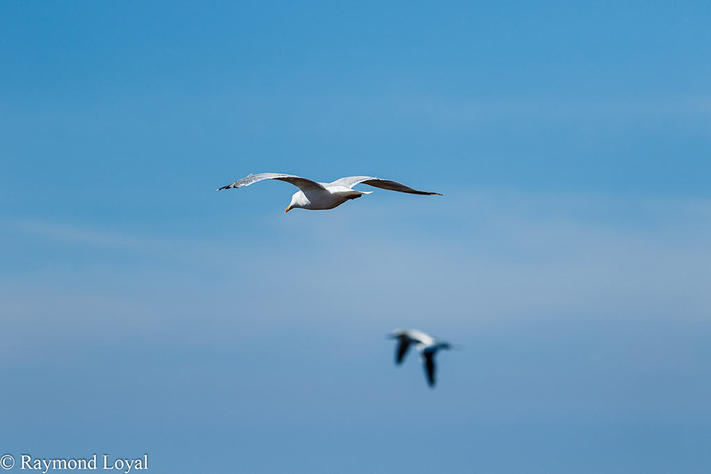 Silbermöwe larus argentatus