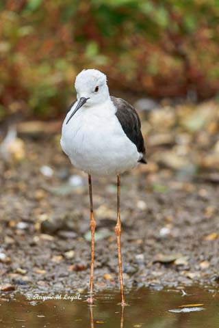 black-winged stilt