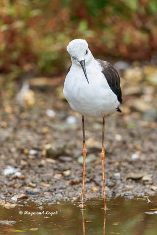 black-winged stilt