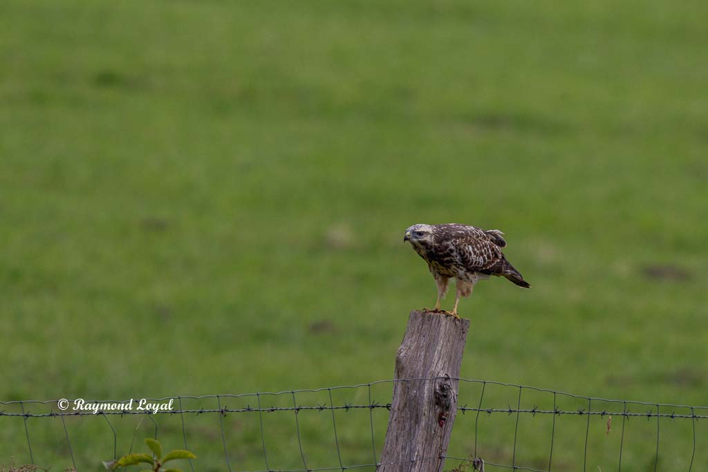 maeusebussard sitzt auf zaunpfahl