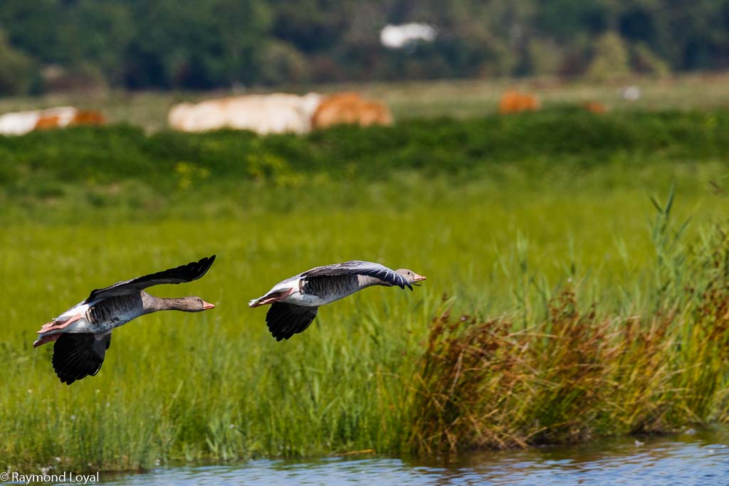 graugaense im flug