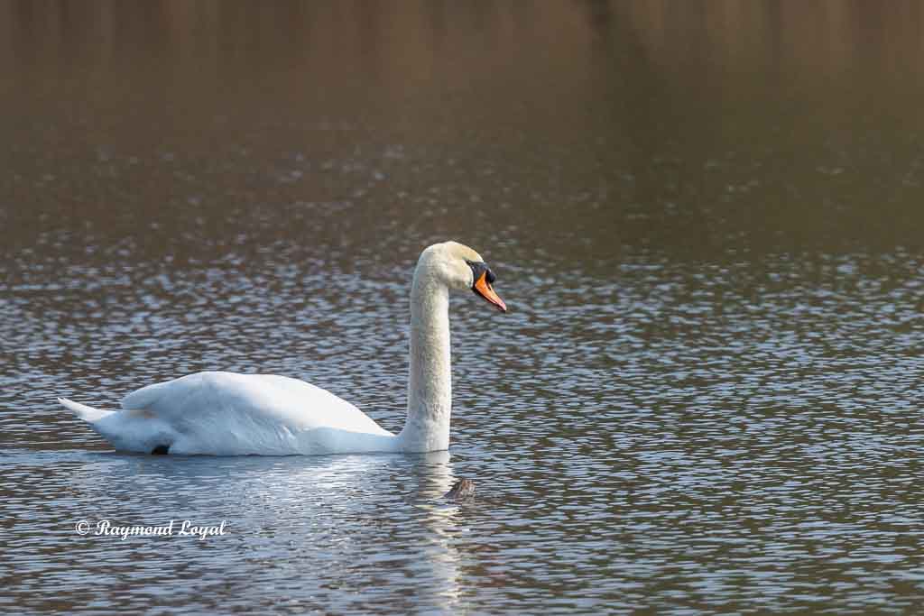 hoeckerschwan im wasser