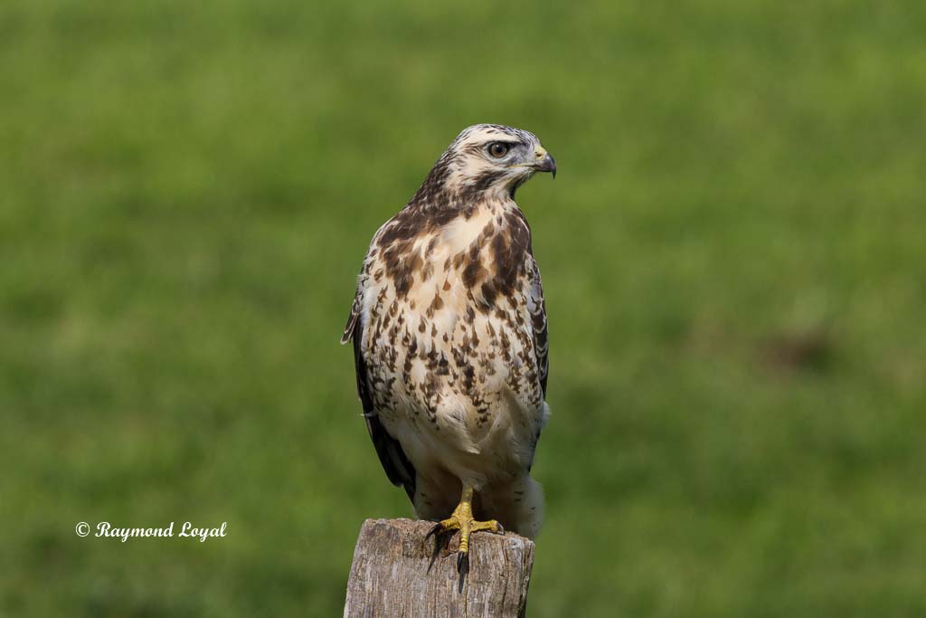 Mäusebussard buteo buteo