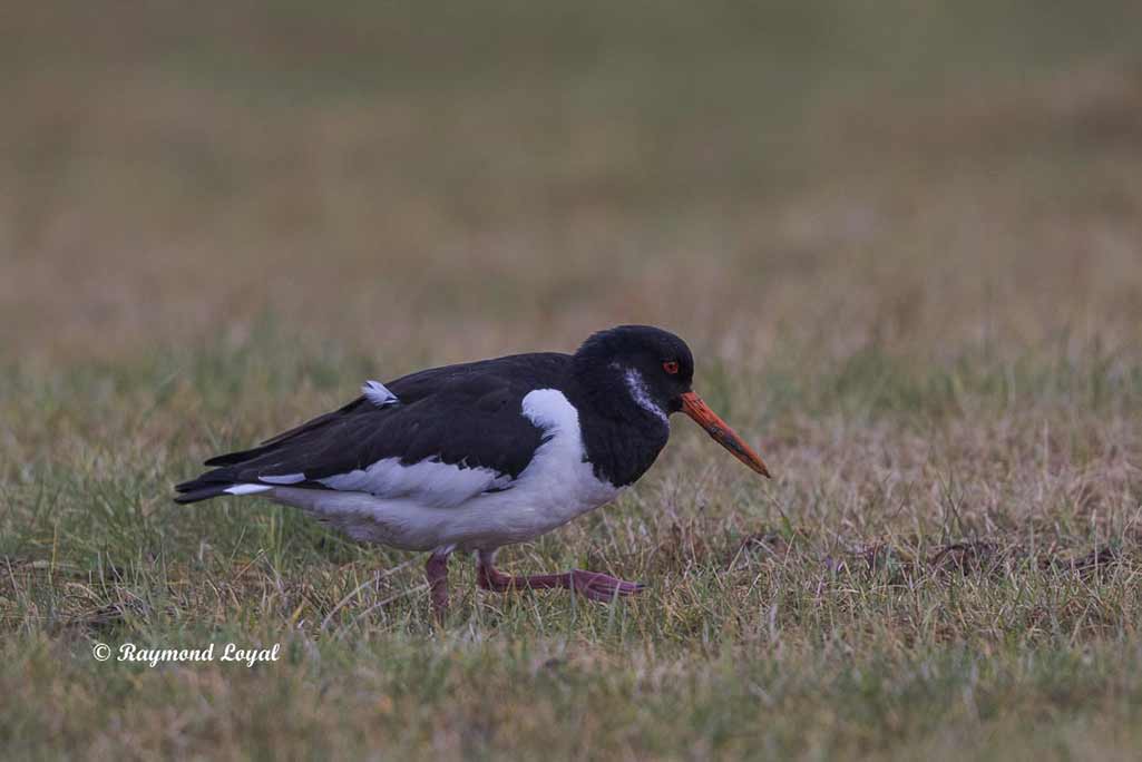 austernfischer vogel wiese