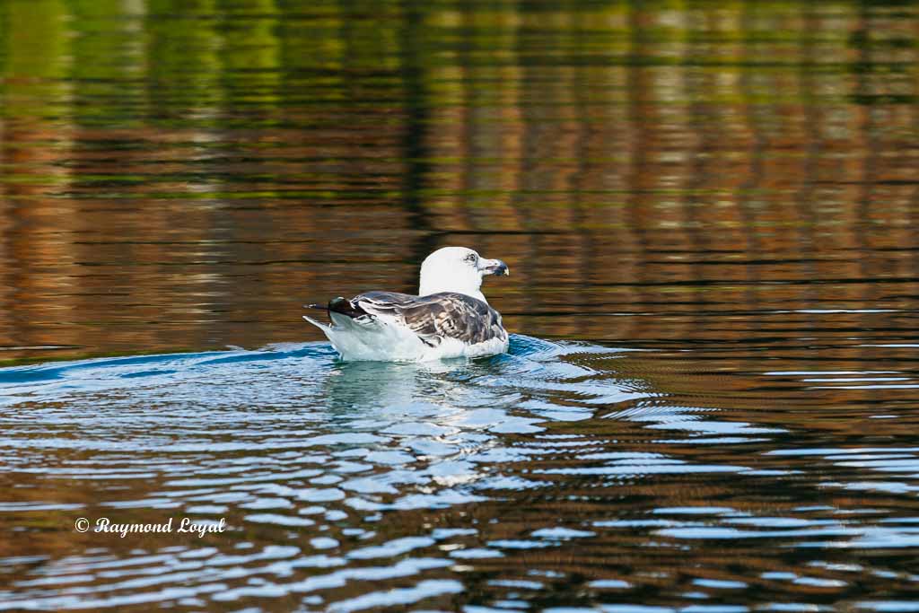 helgoland images