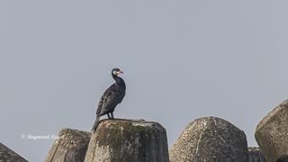 cormorant