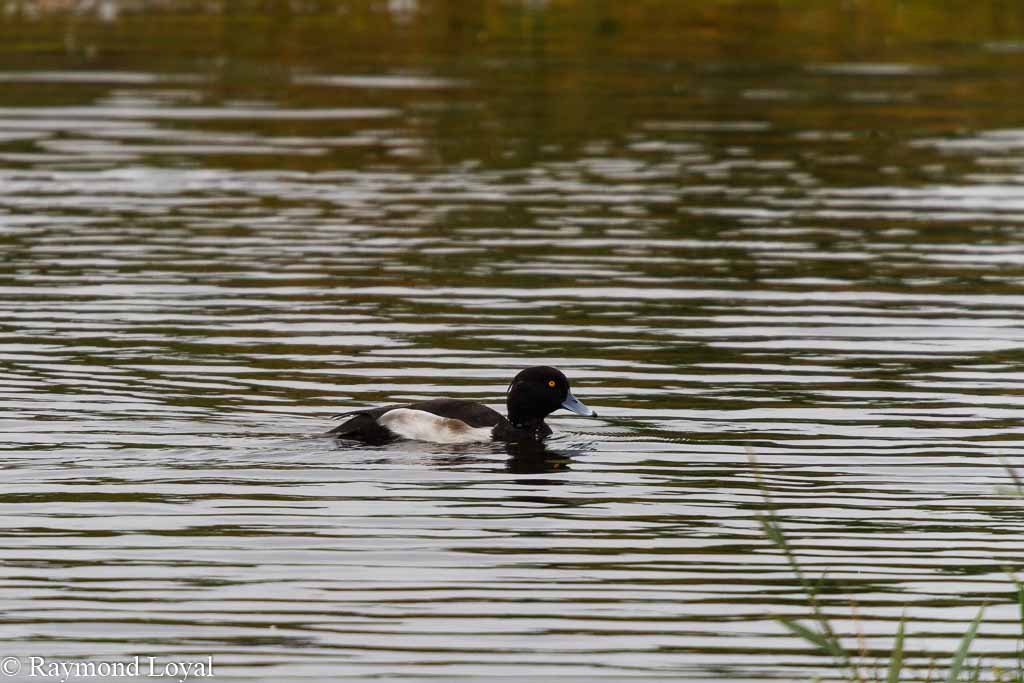 reiherente schwimmt auf see