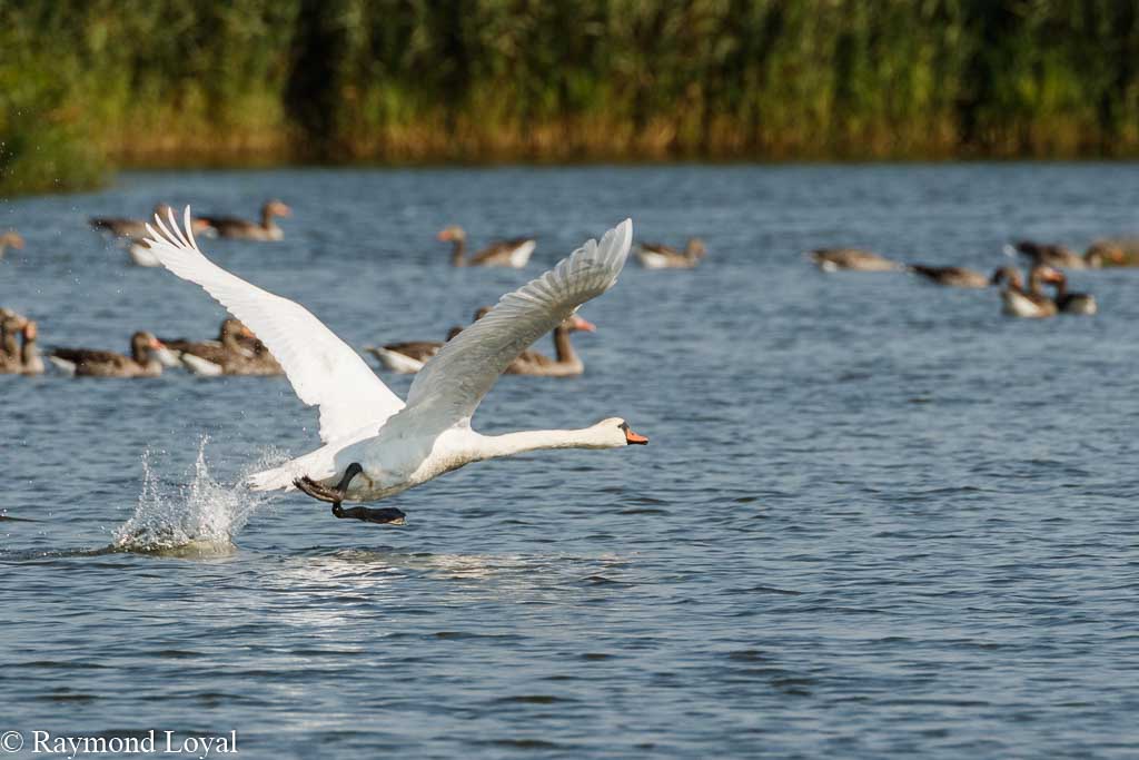 hoeckerschwan flug see wasser