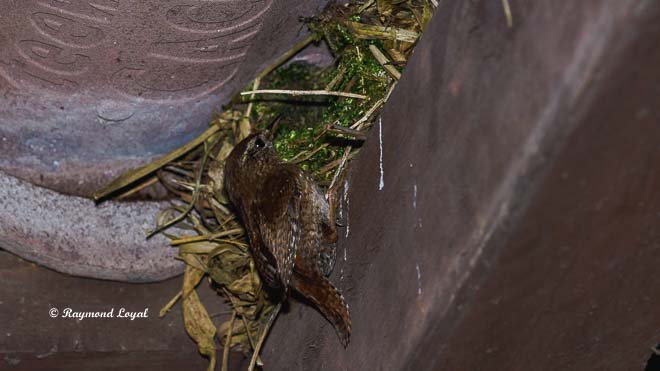wren