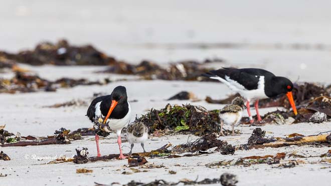 oystercatcher