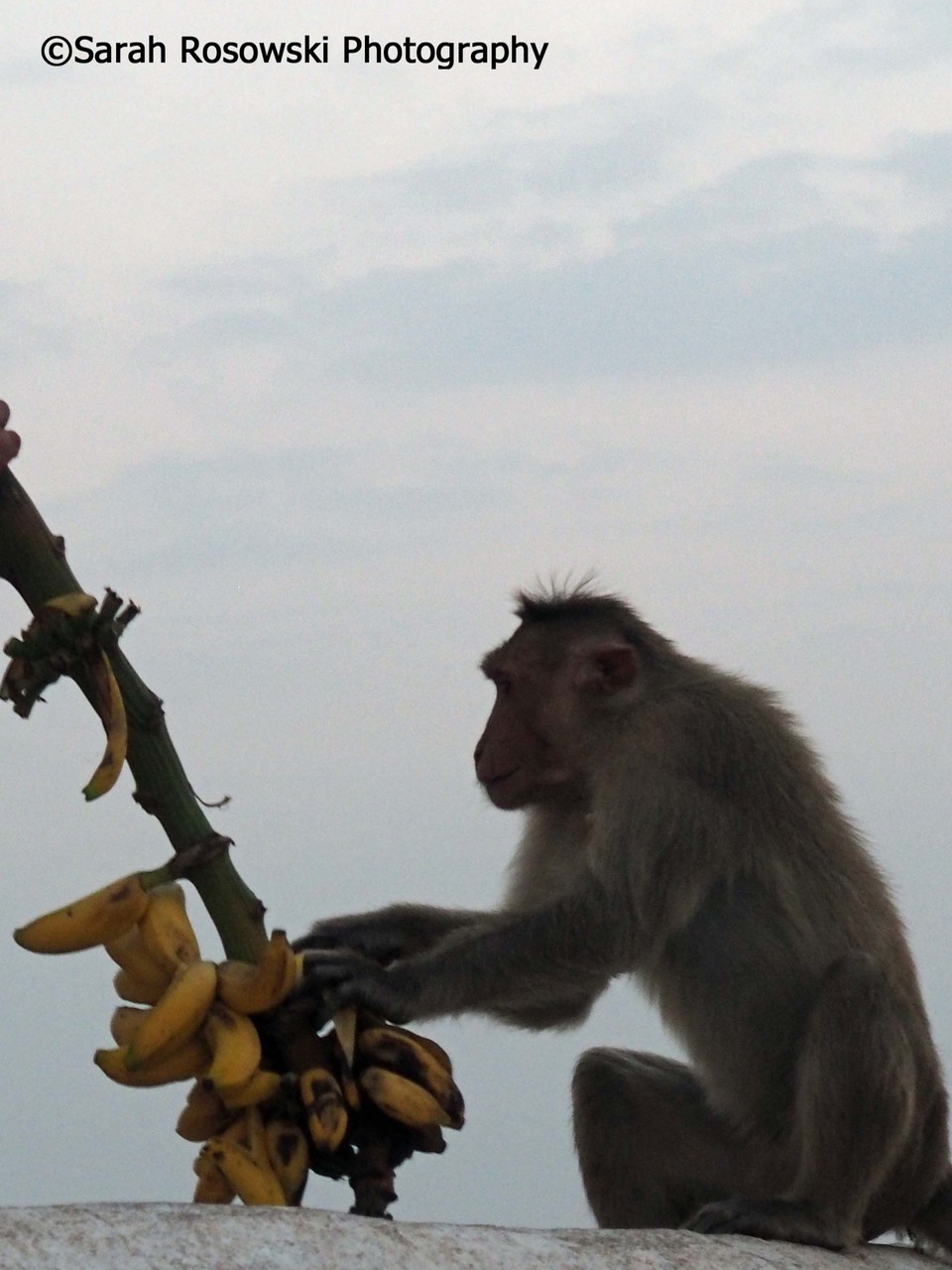 And monkeys do love bananas.....