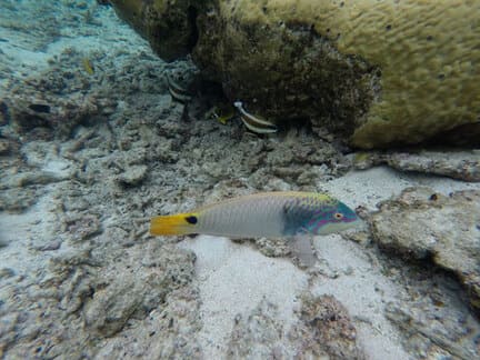 ミツボシキュウセンの写真