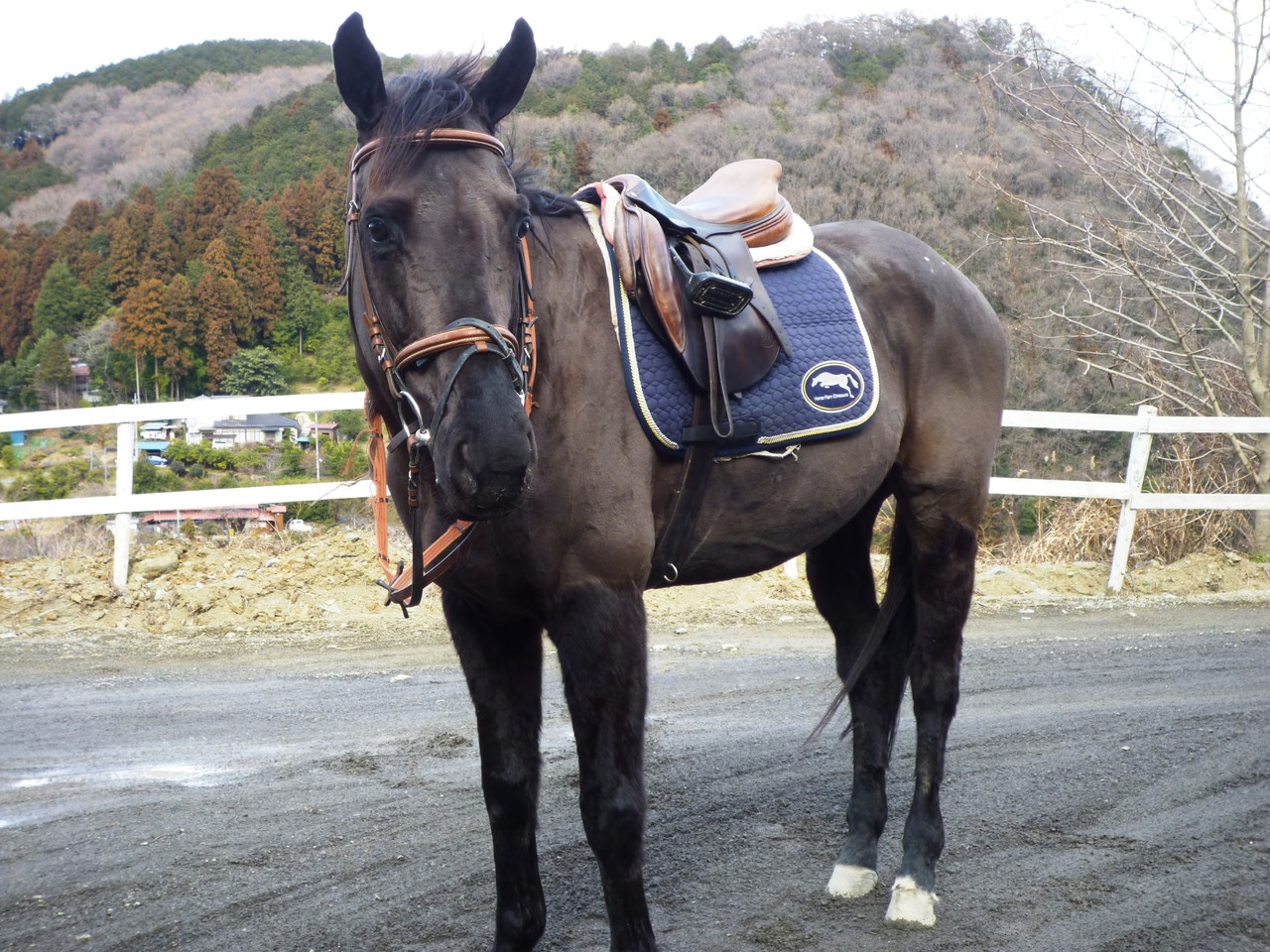 47,000円分 騎乗回数券 エルミオーレ 乗馬