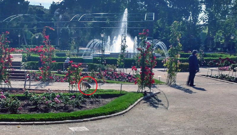 Una zona dentro de los Jardines de Viveros de València más bonita y totalmente prohibida a los perros.