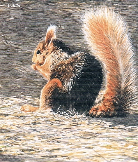 La ardilla roja (Sciurus vulgaris) vive de forma natural en la Sierra Calderona.