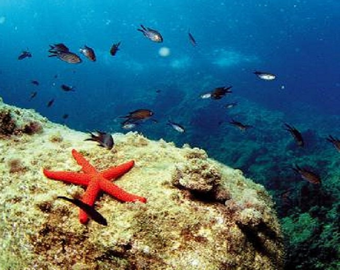 La Reserva Marina del Cabo de San Antonio es una zona protegida situada entre Dénia y Xàbia, que protege los fondos marinos y los acantilados de la prolongación marítima del Parque Natural del Montgó.