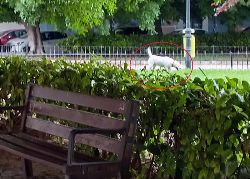 Perros en parques y jardines de València sin correa sueltos y sin bozal, heces sin recoger, suciedad y peligro para la salud.