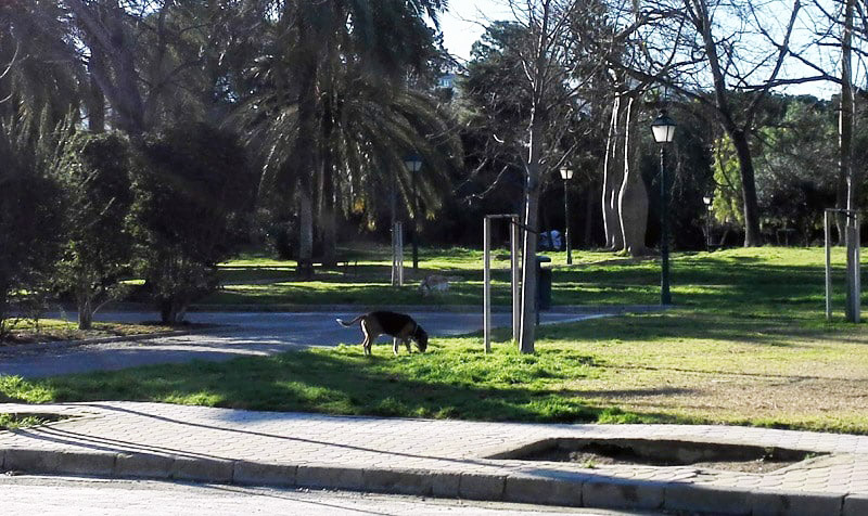 En València los perros es un problema de seguridad y de salud pública.