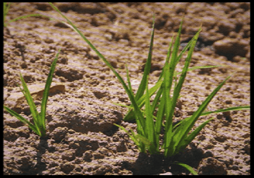 La chufa es una planta perenne con origen en las zonas mediterráneas y de su raíz se extrae un tubérculo con un increíble sabor y con fartons es delicioso.Su nombre científico es cyperus esculentus, es una planta herbácea perenne, con tallos triangulares.