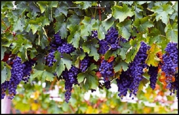 Se han hallado lagares (estructuras para pisar uva) en yacimientos como la Solana de las Pilillas en Requena, considerada una de las producciones industriales de vino más antiguas de España.