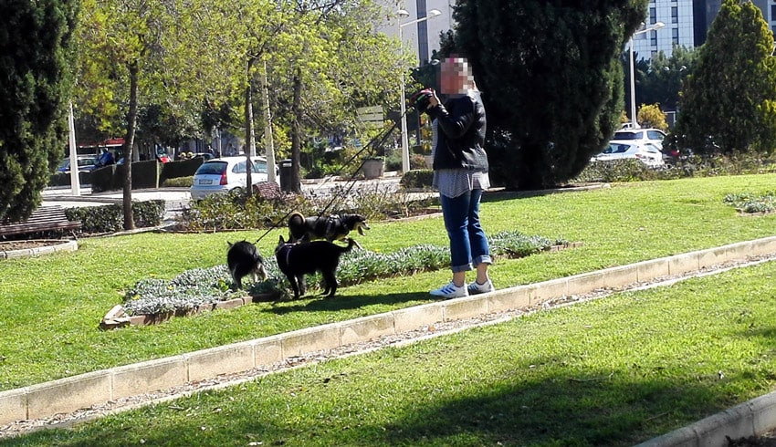 Perros y su ama, destrozando un hermoso jardín de la ciudad de Valéncia. Un serio problema de seguridad y de salud pública al no recoger los excrementos.