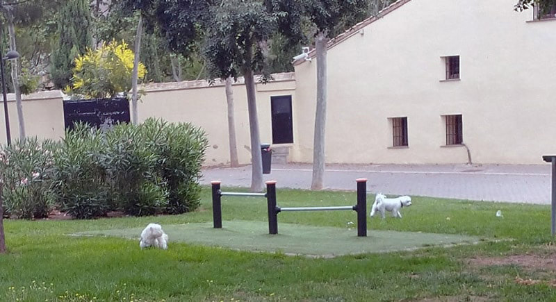 Mascotas en parques y jardines de València en donde la mayoría de los excrementos no se recogen.
