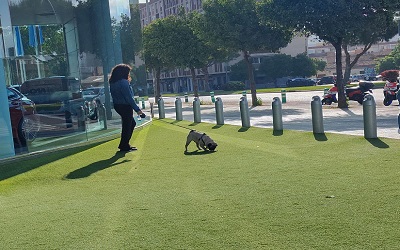 ¿Tienes perro? El cambio legal de 2026 que debes conocer