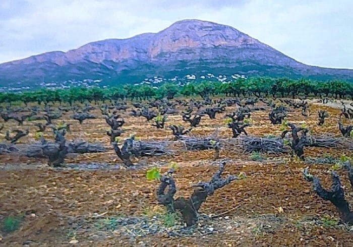 Campo de viñedos. En Alicante se producen  vinos de gran calidad y están entre  los mejores de la Región Valenciana.