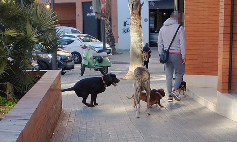 Aquí en la ciudad de Valencia, ni uno, ni dos, ni tres, sino hasta cuatro perros sueltos del mismo propietario, infligiendo la ley.