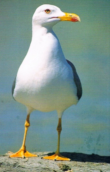  Época de cría (abril - junio): Es el momento más crítico. Las gaviotas son extremadamente territoriales y protectoras con sus nidos, que a menudo están cerca de la senda. 