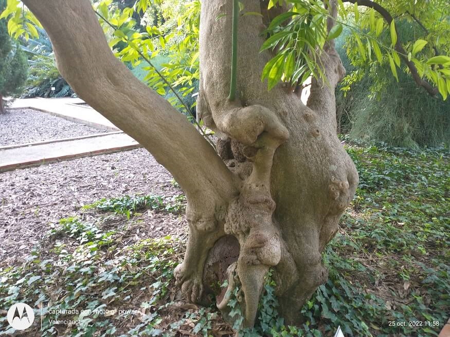La imagen de un árbol que parece estar embarazado es lo más curioso que he visto visitando el Jardí Botanic de Valencia. Se le ve una especie de mano con un dedo y unos pies.