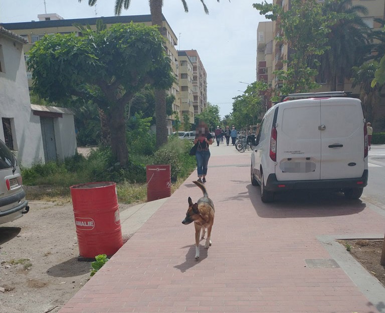 Perros sueltos y sin bozal, heces sin recoger y suciedad y peligro para la salud en Benimaclet (Valencia9.