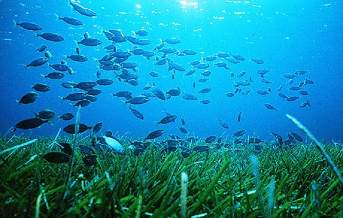 Reserva marina isla de Tabarca Alicante, Tabarka perteneció a la República de Génova y fue por tanto habitaba por genoveses., que se dedicaban a recoger el coral roja.