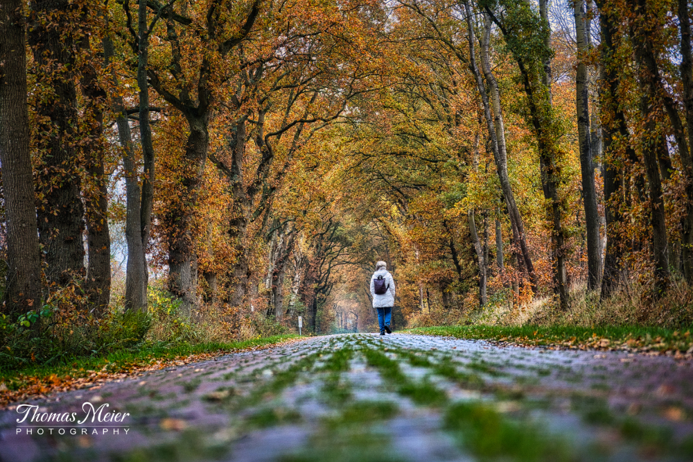 Herbst über alter Poststrecke bei Jever
