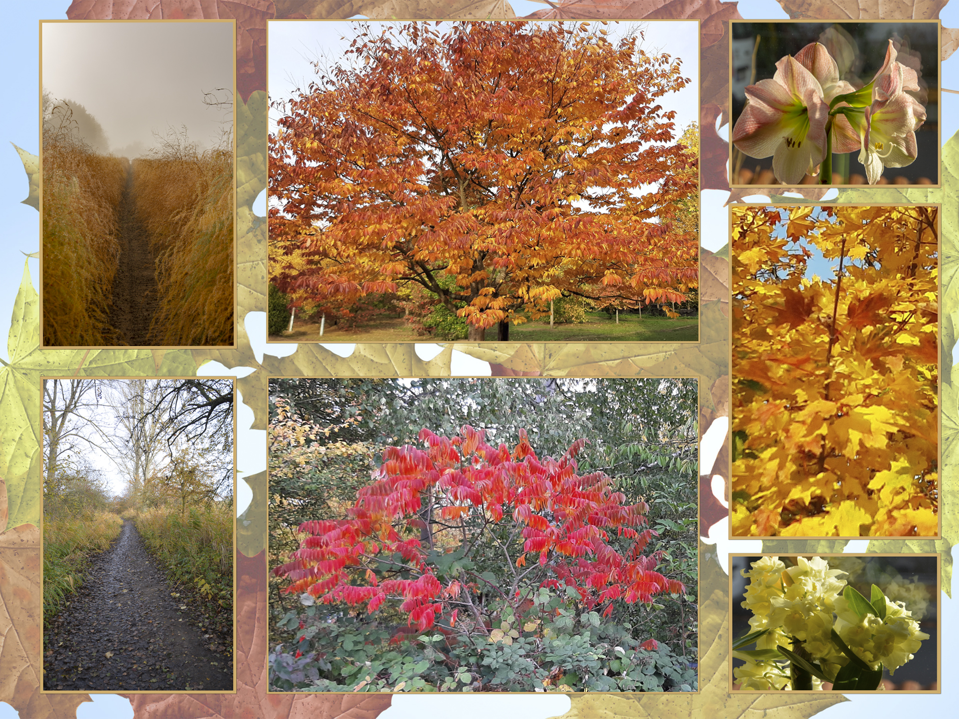 Collage Herbst