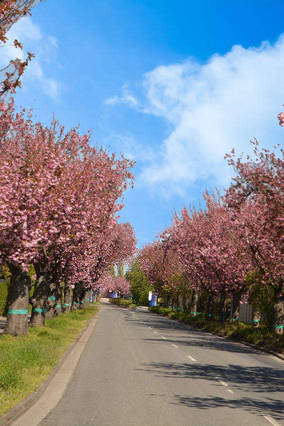 Nach Altheim, Dieburg Aschaffenburger Str., April 2019