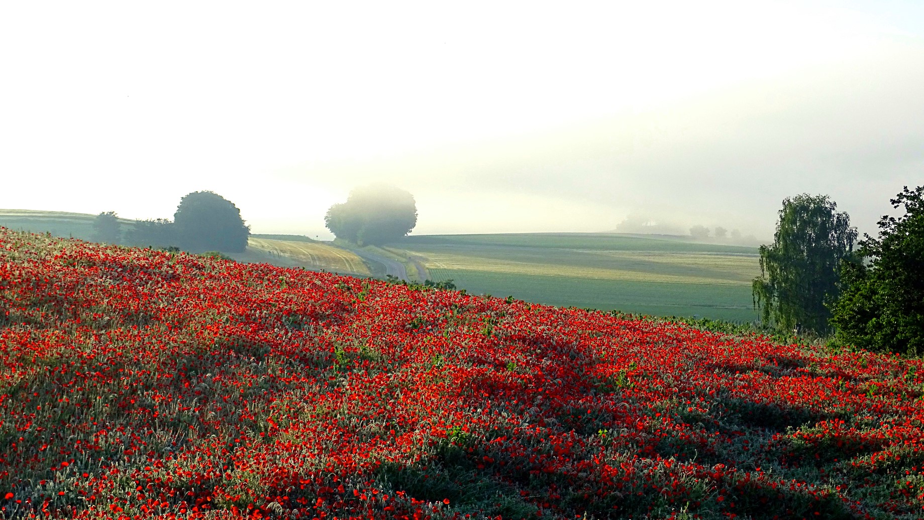 Mohnfeld im Morgennebel