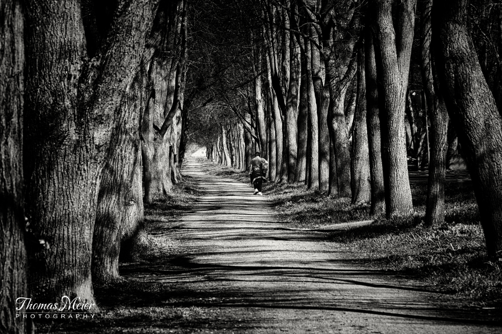 Alt und mächtig: Harreshäuser Allee