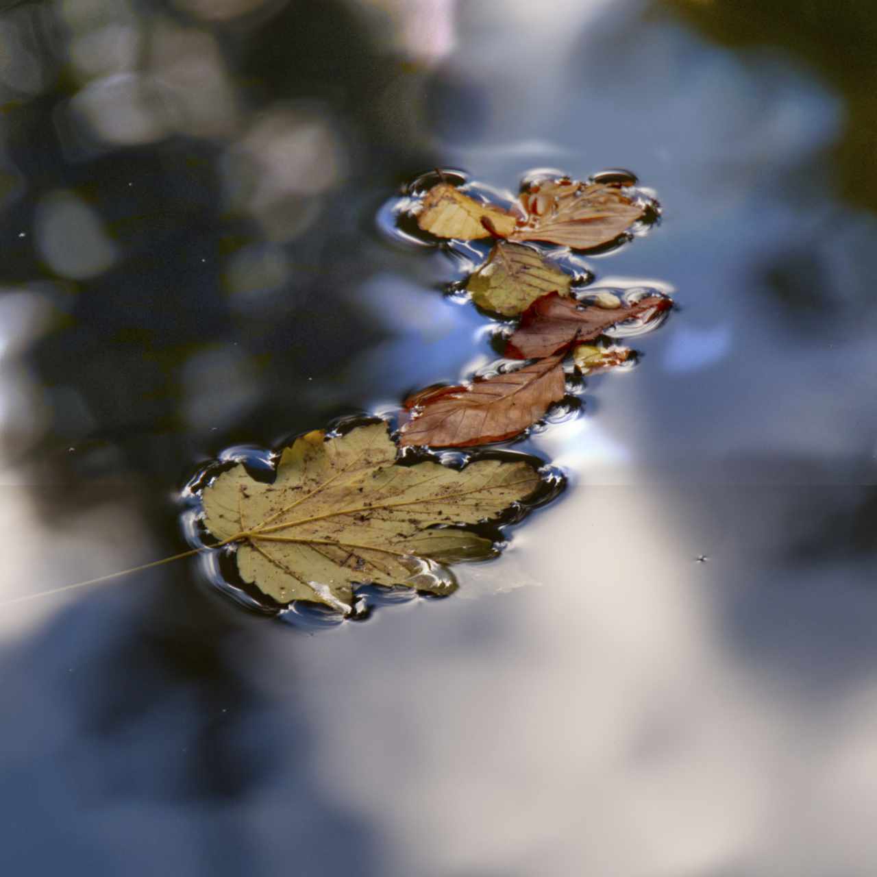 Herbst im Wasser