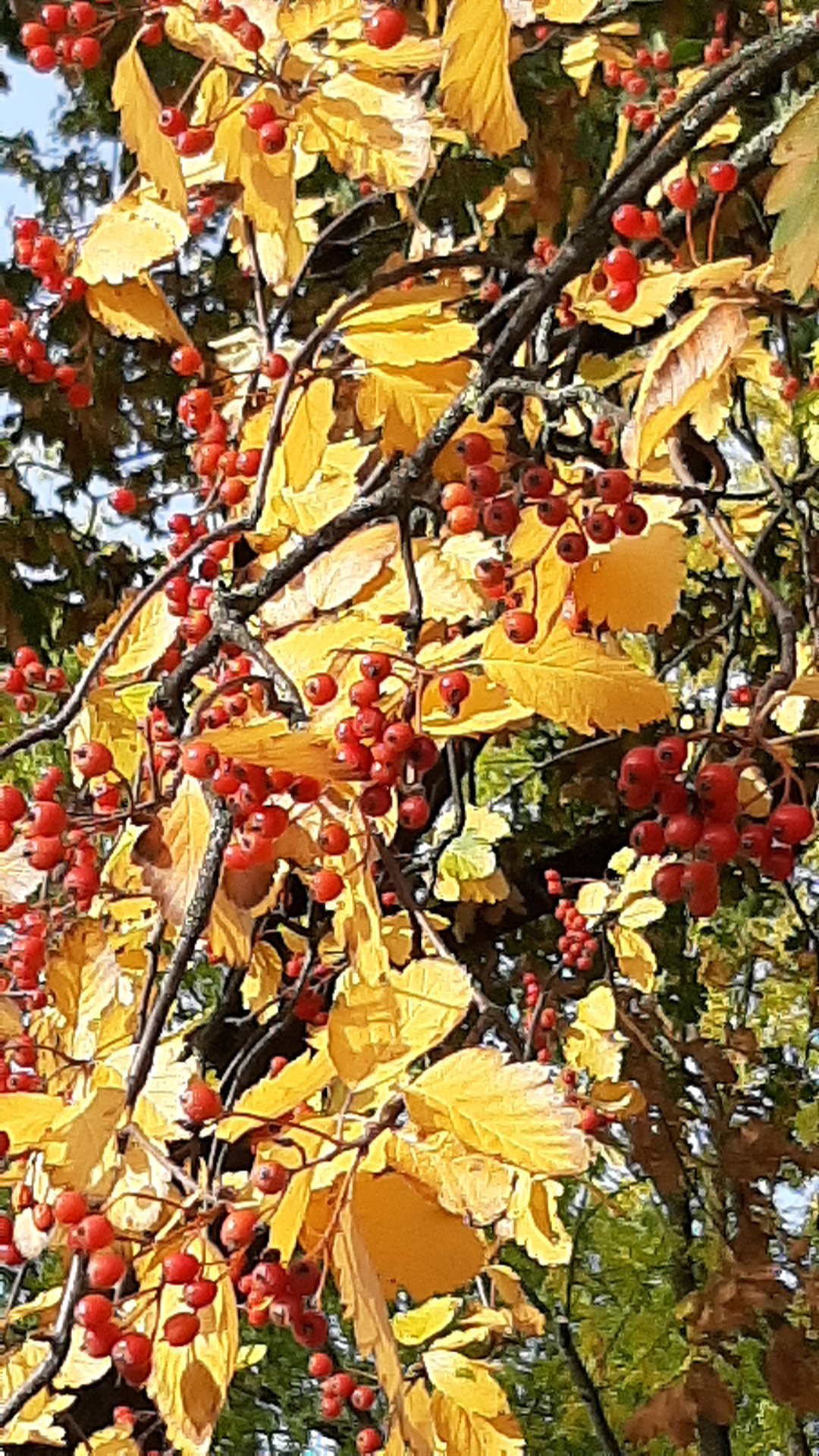 Herbst