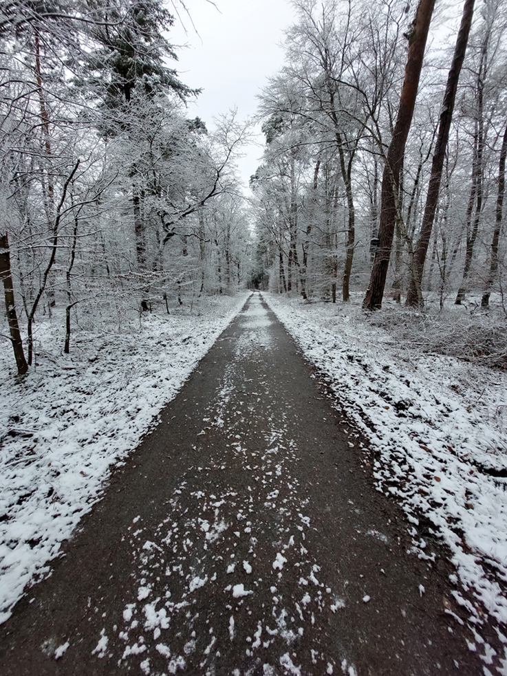 Schnee im Dieburger Wald, Januar 2023