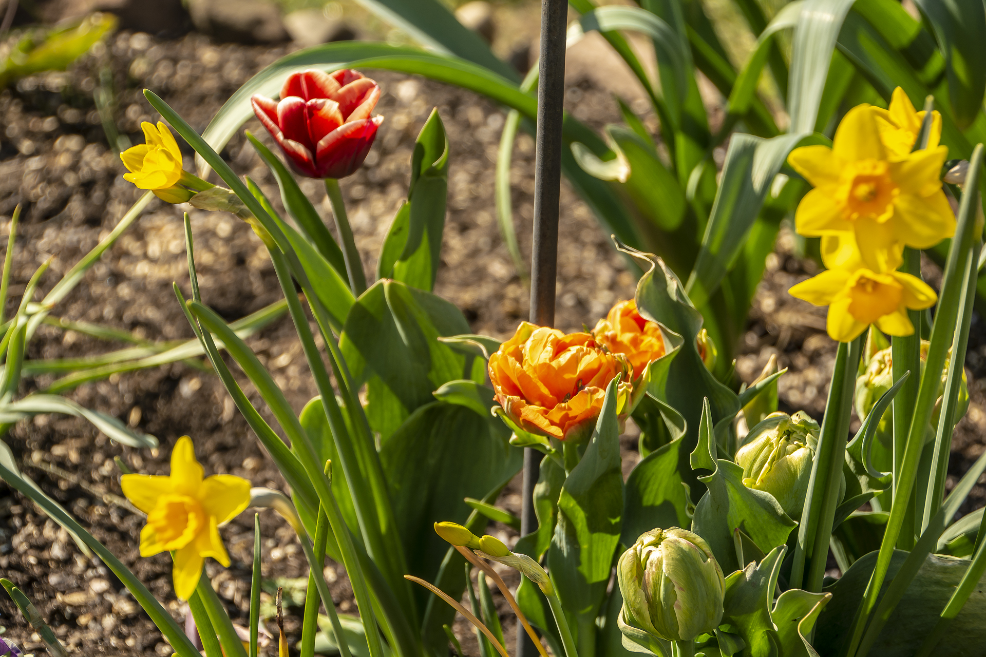 Frühlingsblumen