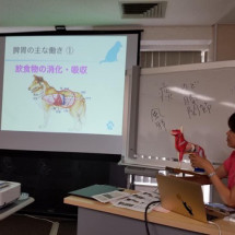 ペットシッター|お散歩代行|お世話|大分市|別府市