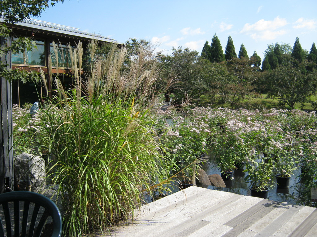 梅小路公園、朱雀の庭。素朴で美しい和庭。Suzaku no niwa garden