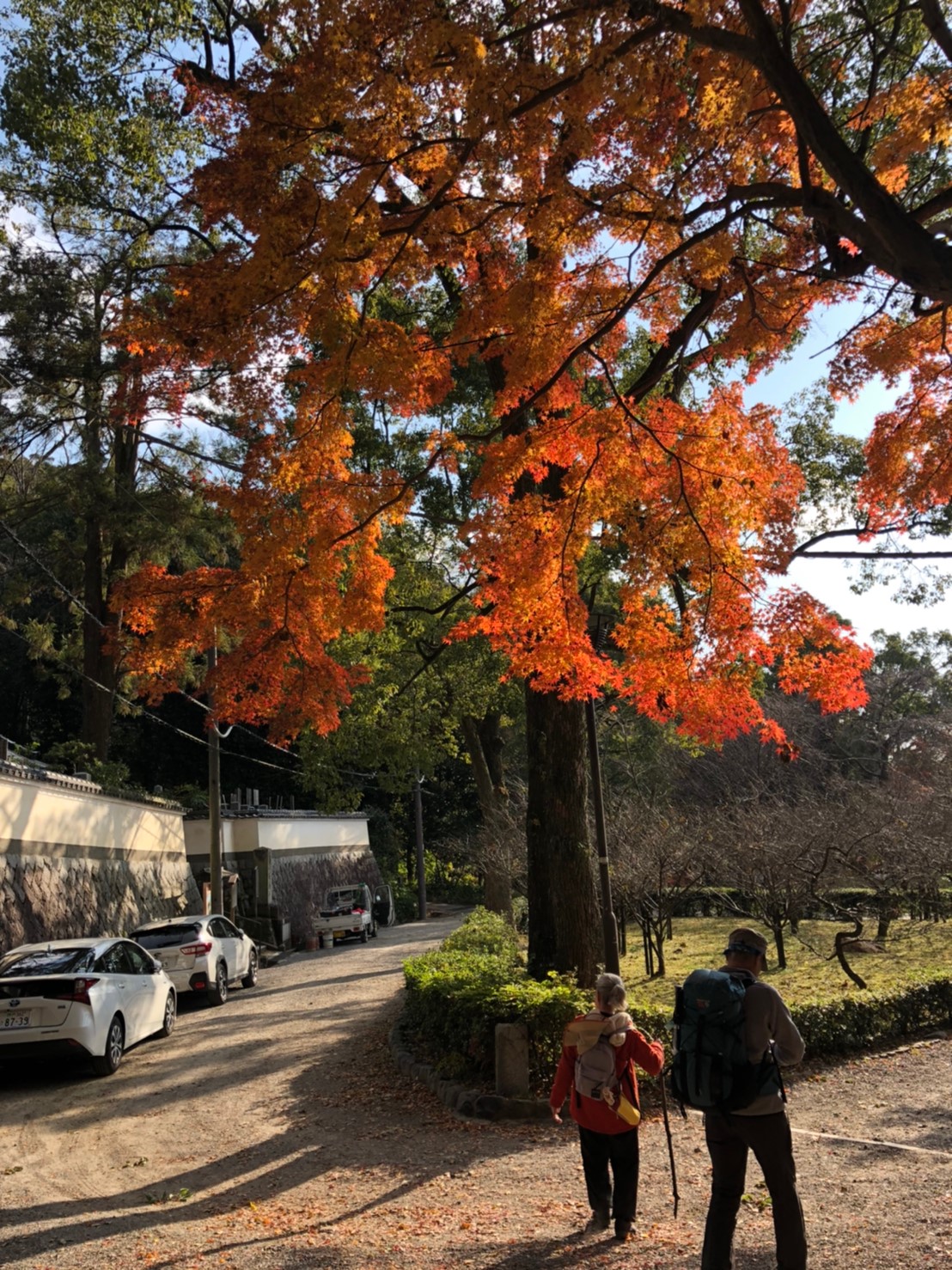 丸山公園　今年最後の紅葉が夕日に映えます